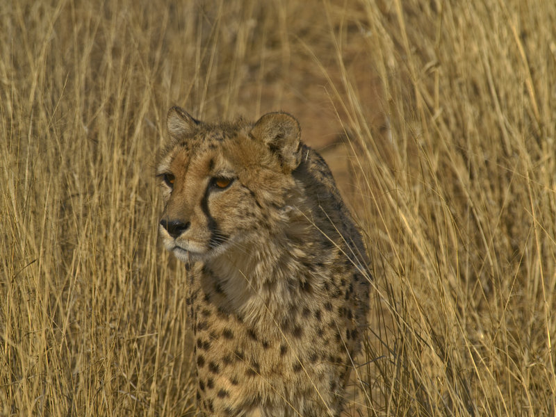 Cheetah, Okonjima